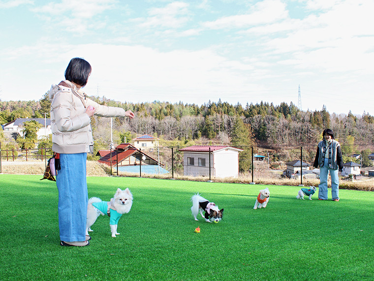 広い芝のドッグランで、飼い主さんたちと数頭の小型犬が遊んでいる様子