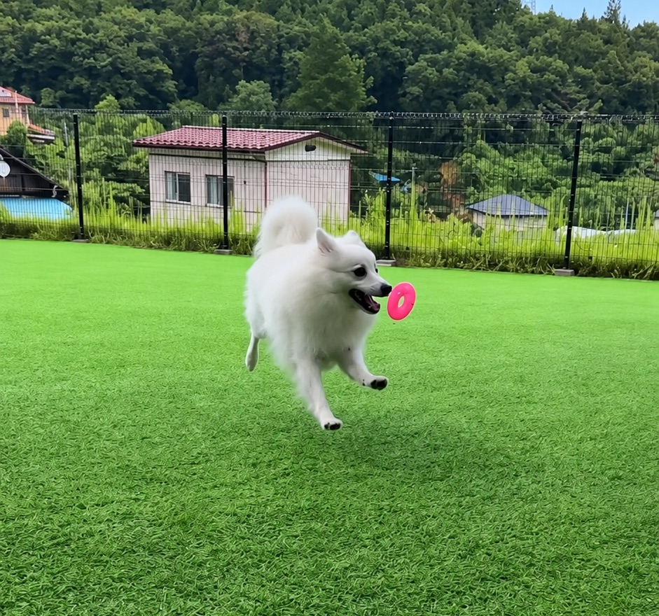 ピンクの輪のおもちゃをくわえて、芝生のドッグランを走る白いスピッツ
