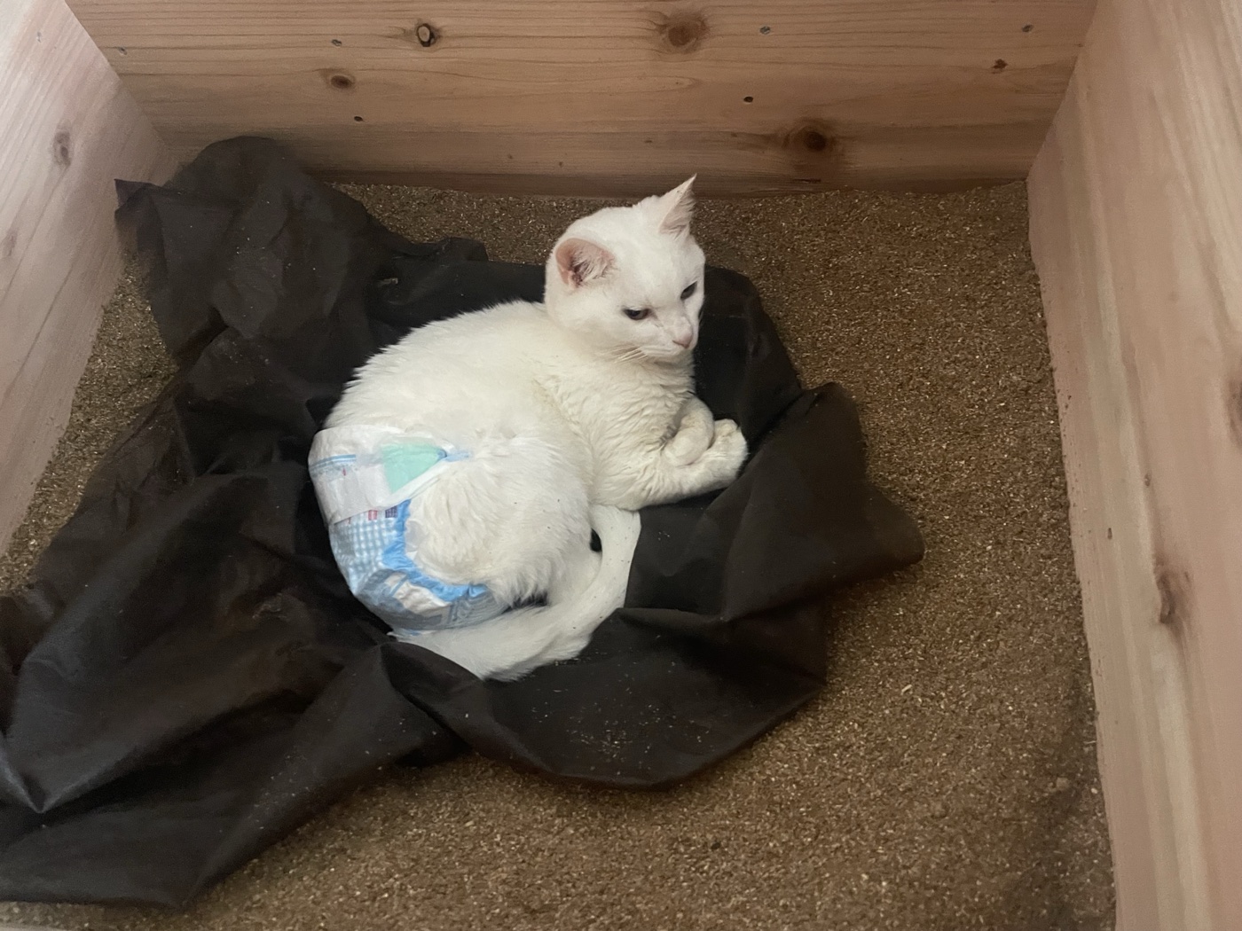 おが屑の上に敷いた布の上で、体を丸めて休んでいる白い猫のハク