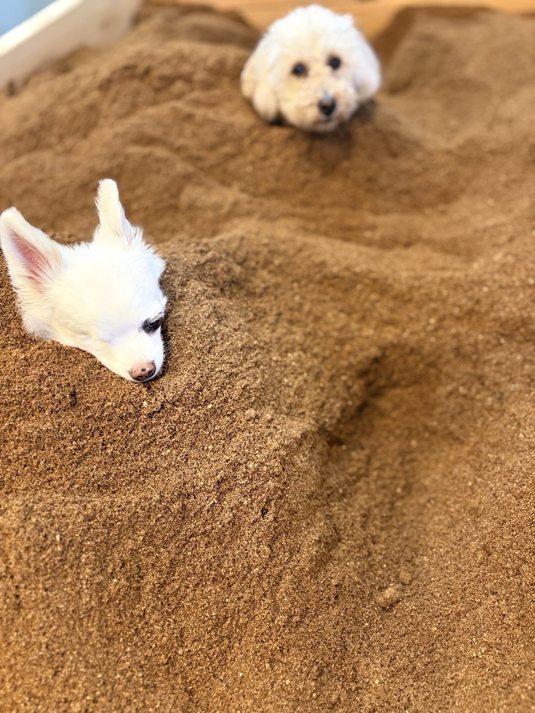おが屑からのぞく犬の顔