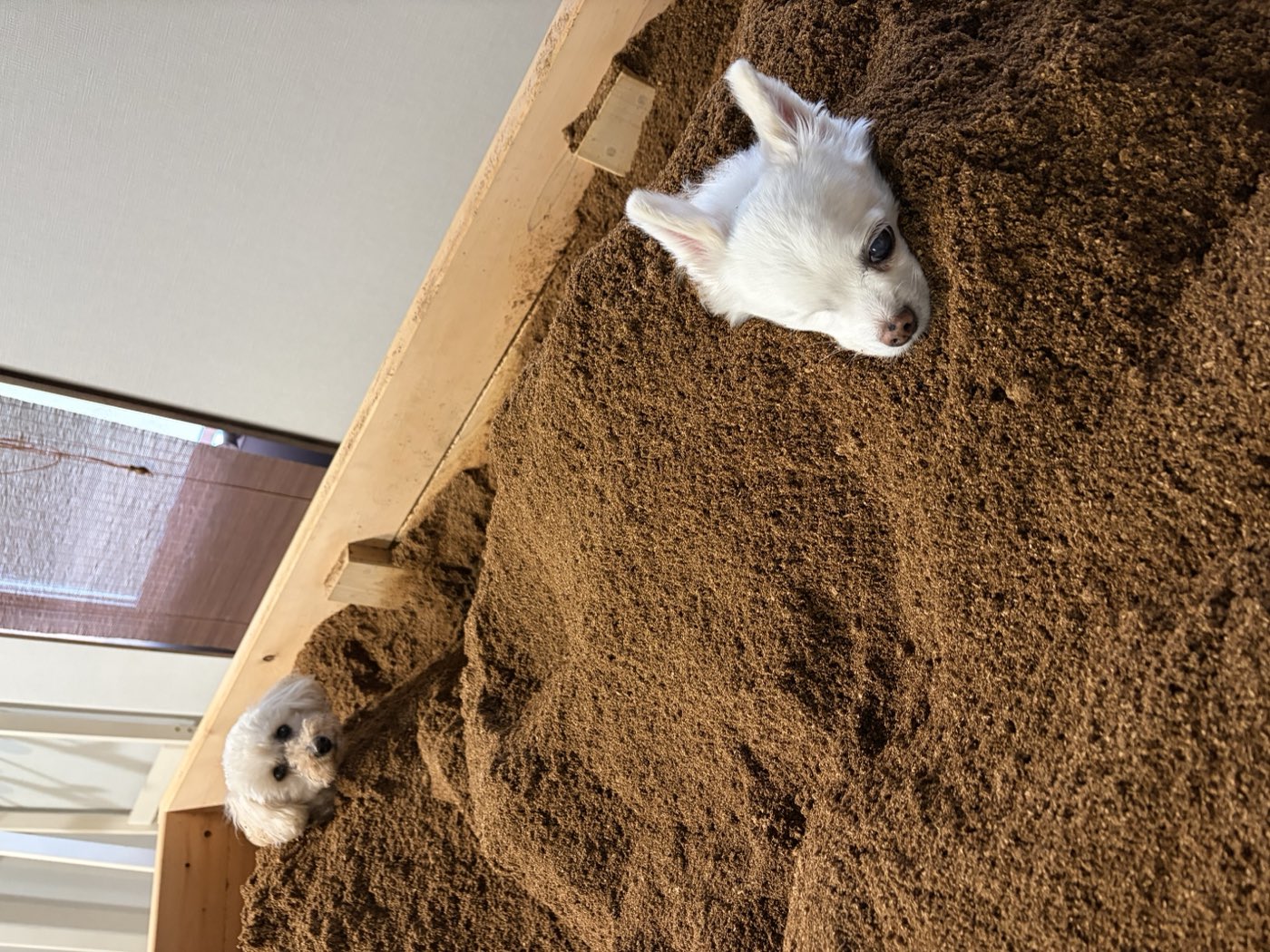 おが屑の山から顔を出す2頭の犬