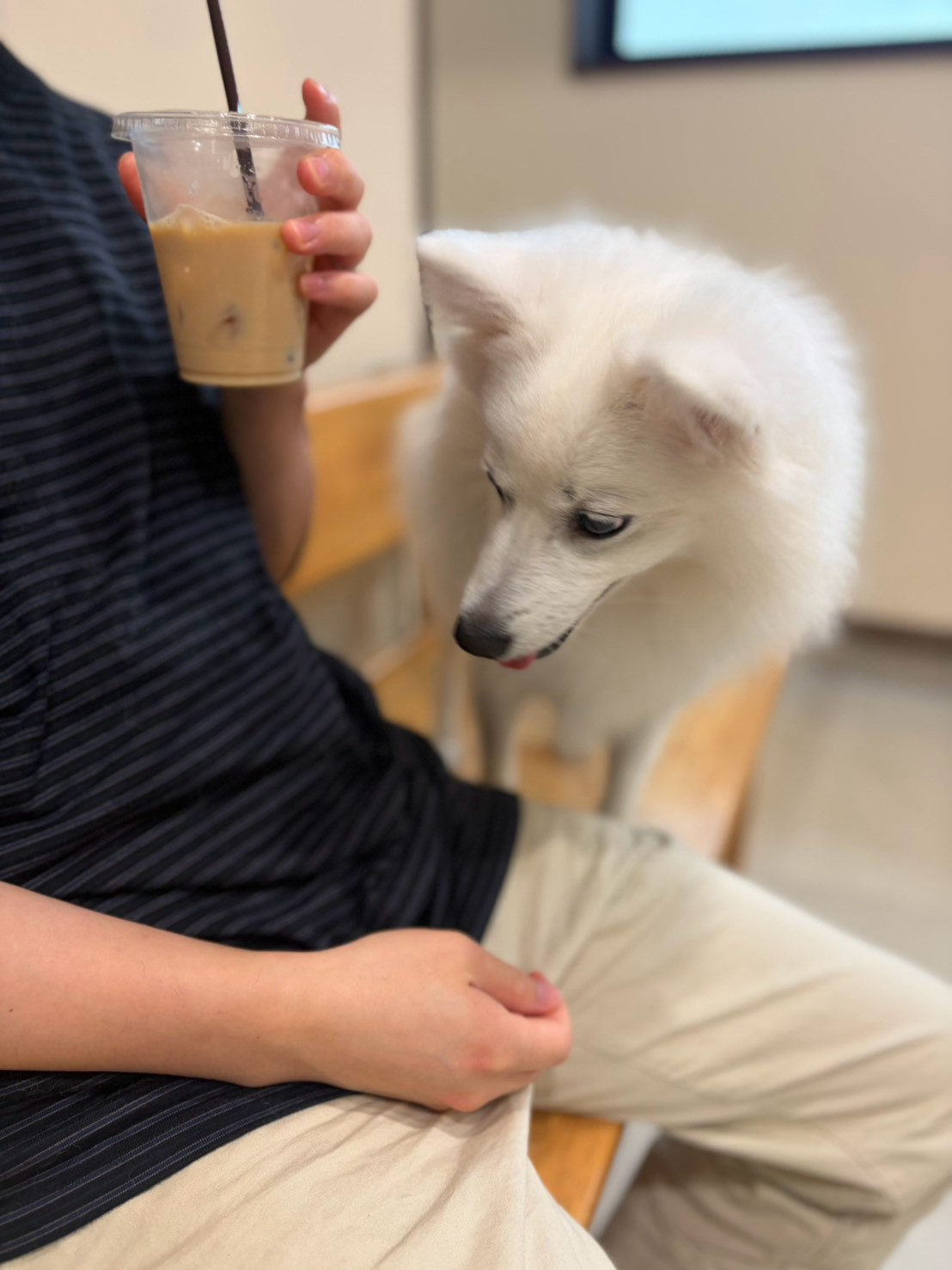 アイスコーヒーを持つ人のすぐそばで、ベンチに立つ白いスピッツ